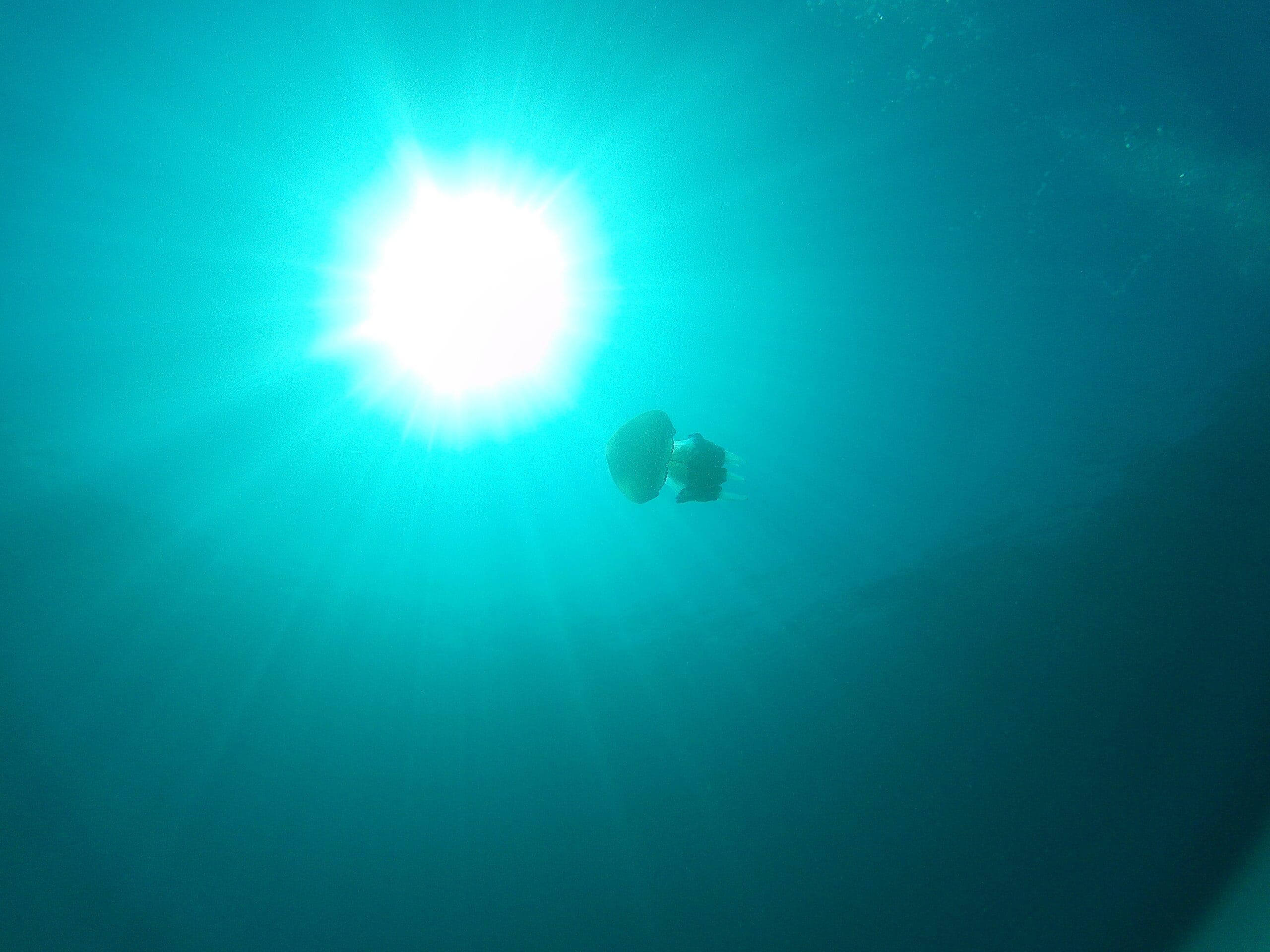 Diving in Rabac: Discover Istria’s Underwater World